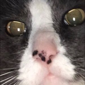 Meet your Posher, Gabriel